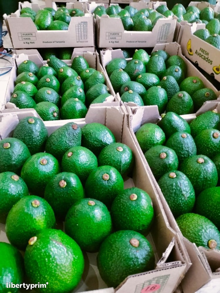 Avocat Hass
