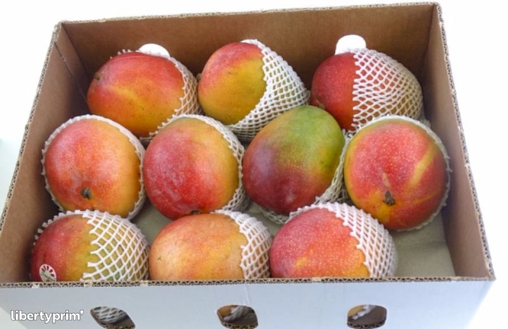 Mangue Kent
